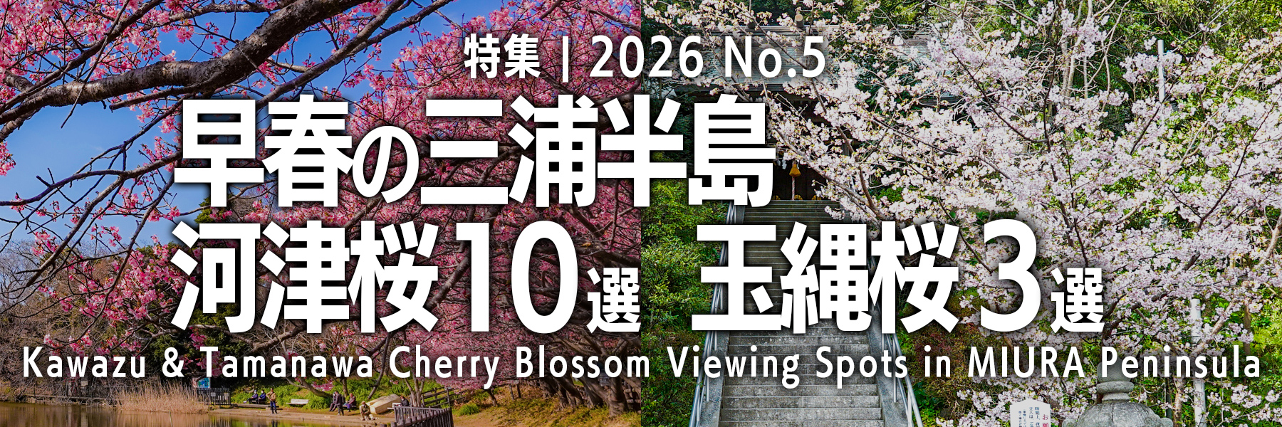 【2026 No.5】特集 | 三浦半島河津桜&玉縄桜おすすめスポット