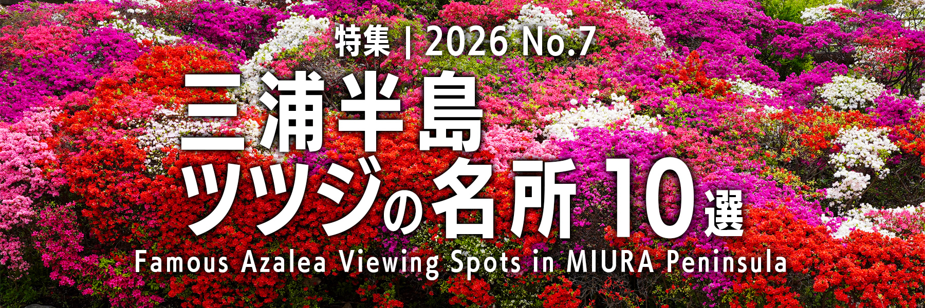 【2026 No.7】特集 | 三浦半島ツツジの名所