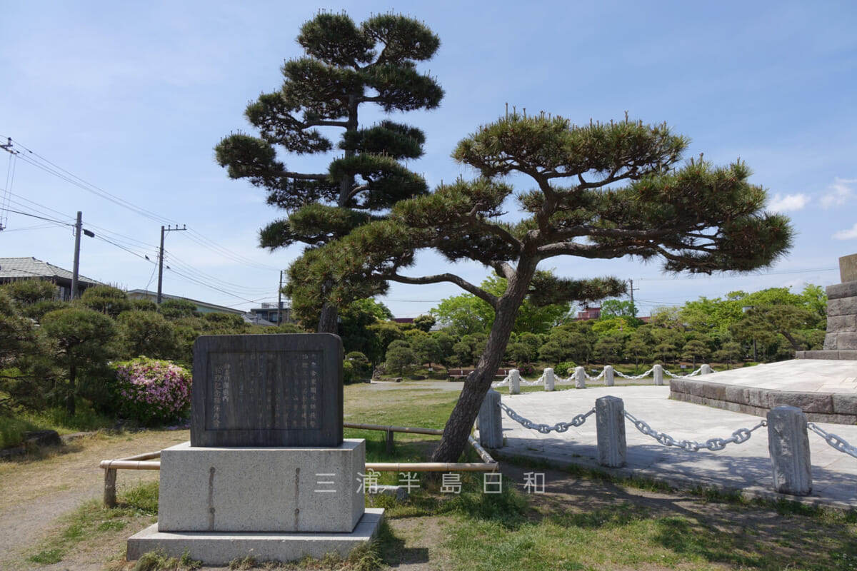ペリー公園内の「かねこ松」と「ろぢゃーす松」(撮影日:2015.05.03)
