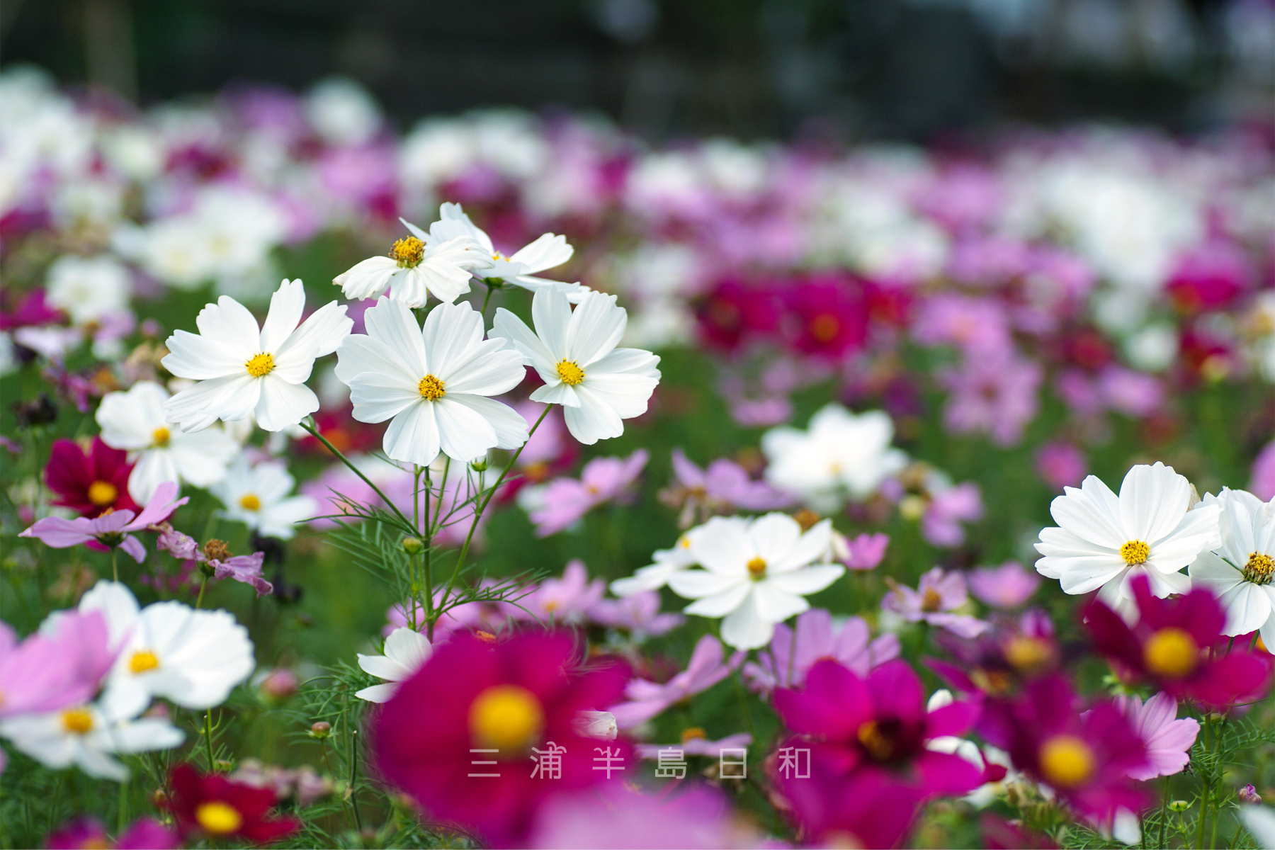 くりはま花の国 100万本のポピー コスモスも ゴジラも すべて無料 くりはま花の国 100万本のポピー コスモスも ゴジラも すべて無料