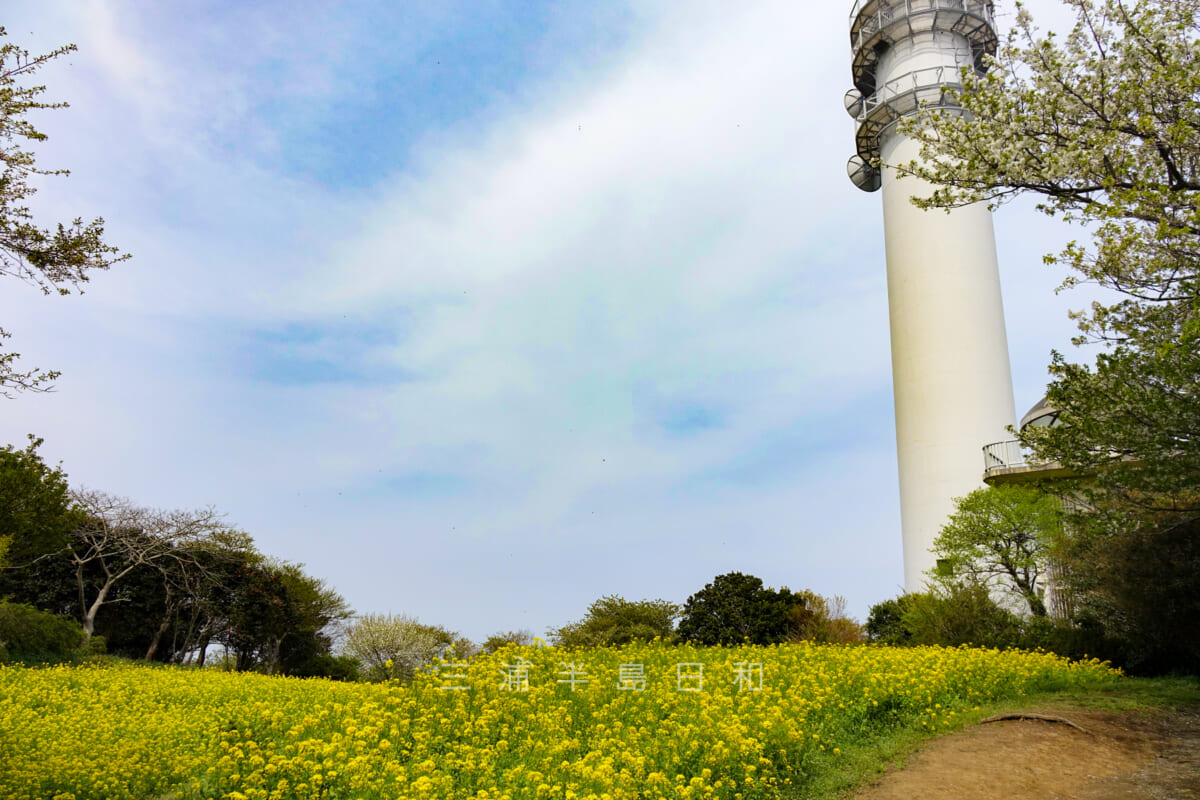 大楠山・大楠平の菜の花畑（撮影日：2015.04.12）