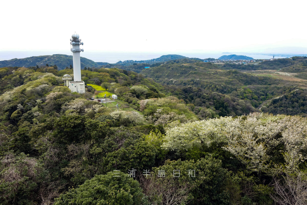 大楠山山頂より葉山方面を望む（撮影日：2015.04.12）