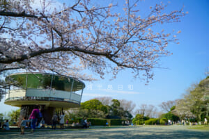 披露山公園の桜（撮影日：2018.03.28）