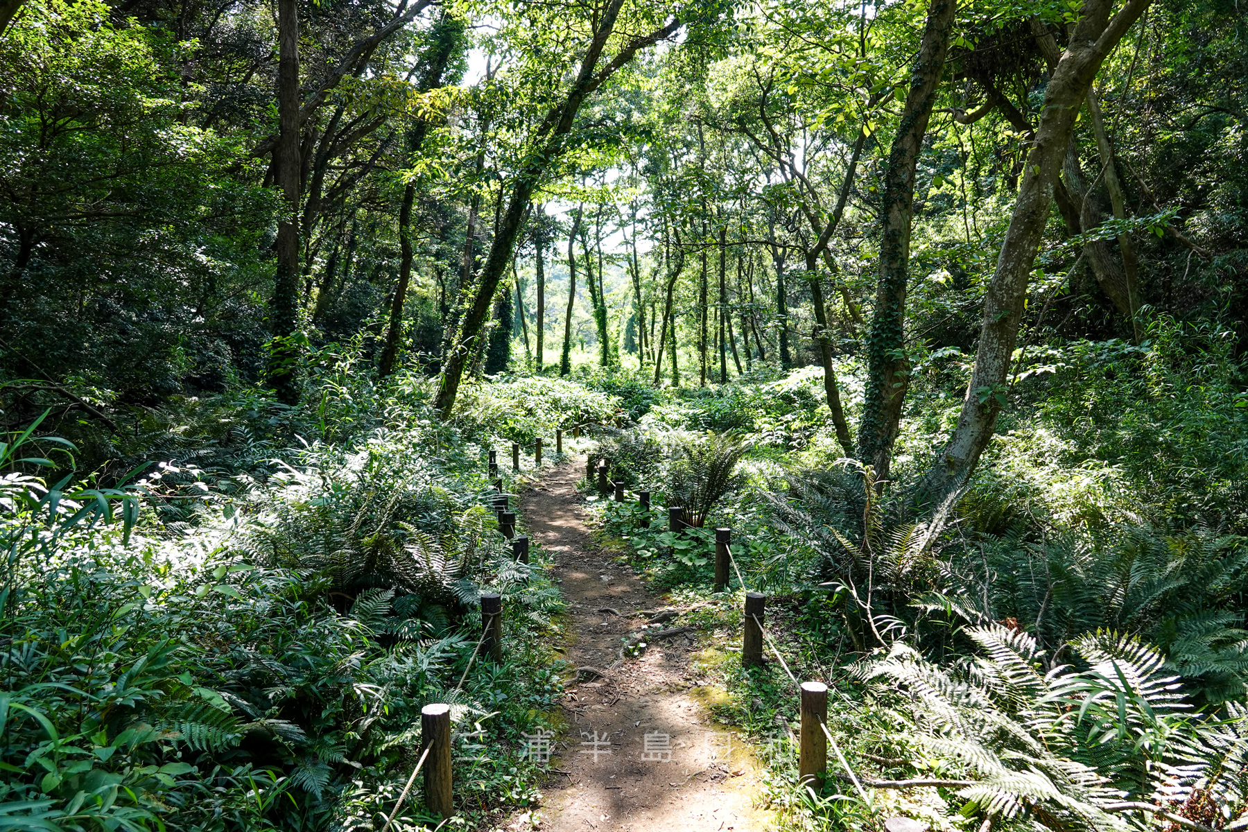 小網代の森 アカテガニ等の希少種に出会える流域が自然のまま残る関東唯一の環境 小網代の森 アカテガニ等の希少種に出会える流域が自然のまま残る関東唯一の環境