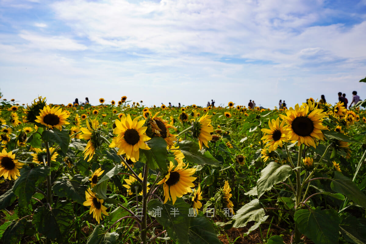 長井海の手公園ソレイユの丘・ひまわり畑(撮影日:2020.08.13)