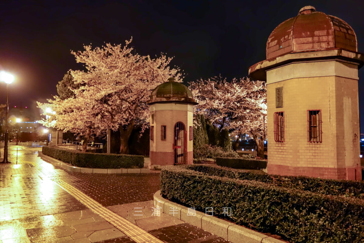 ヴェルニー公園・夜桜と逸見波止場衛門跡（撮影日：2015.04.01）