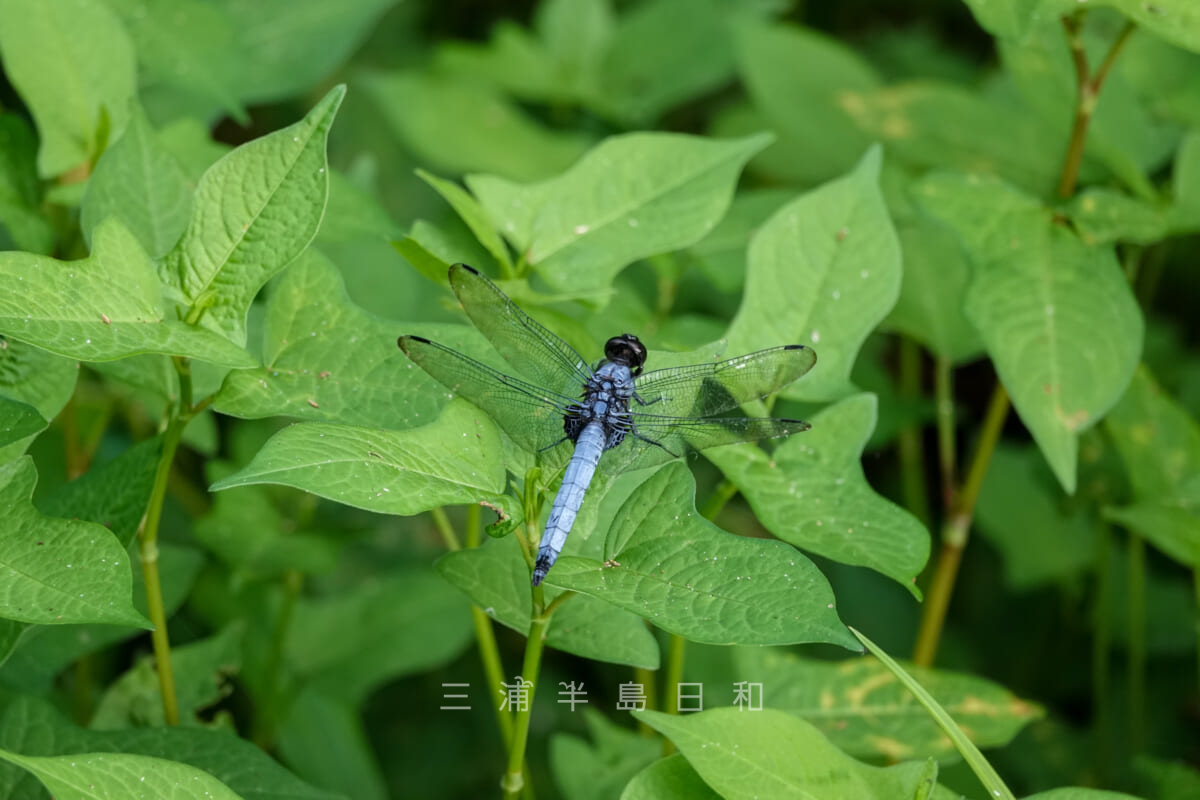 小網代の森・まんなか湿地にいたシオカラトンボ（撮影日：2020.08.06）