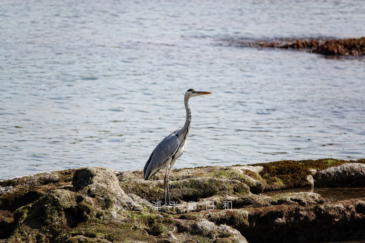 諸磯埼灯台周辺の岩礁で羽を休めるアオサギ(撮影日:2019.09.27)