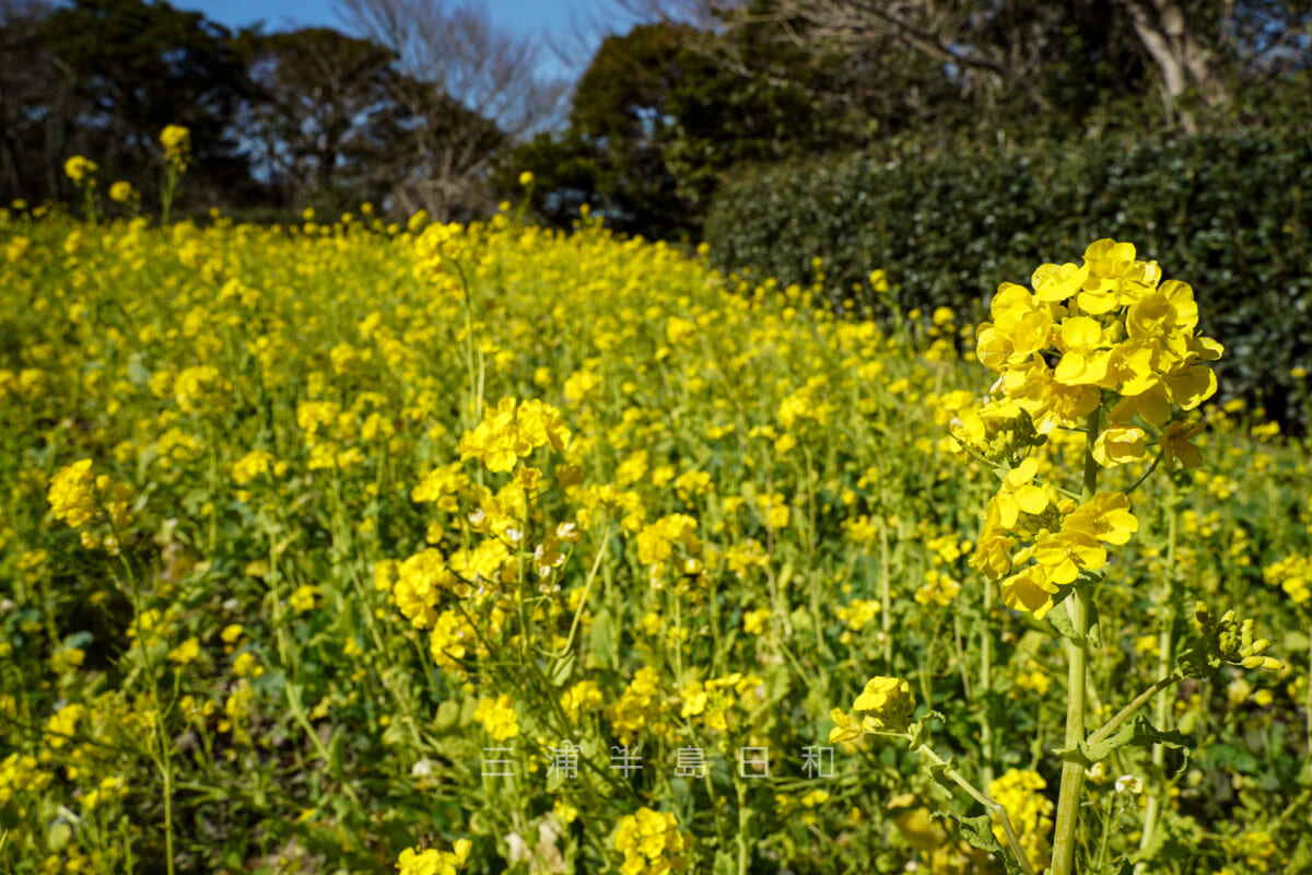 くりはま花の国・園路に咲く菜の花(撮影日:2021.02.10)