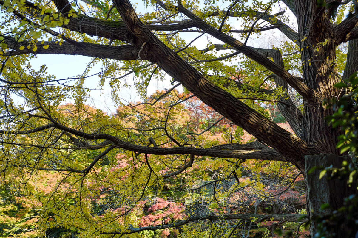 県立塚山公園・三浦安針墓付近の紅葉（撮影日：2020.12.04）