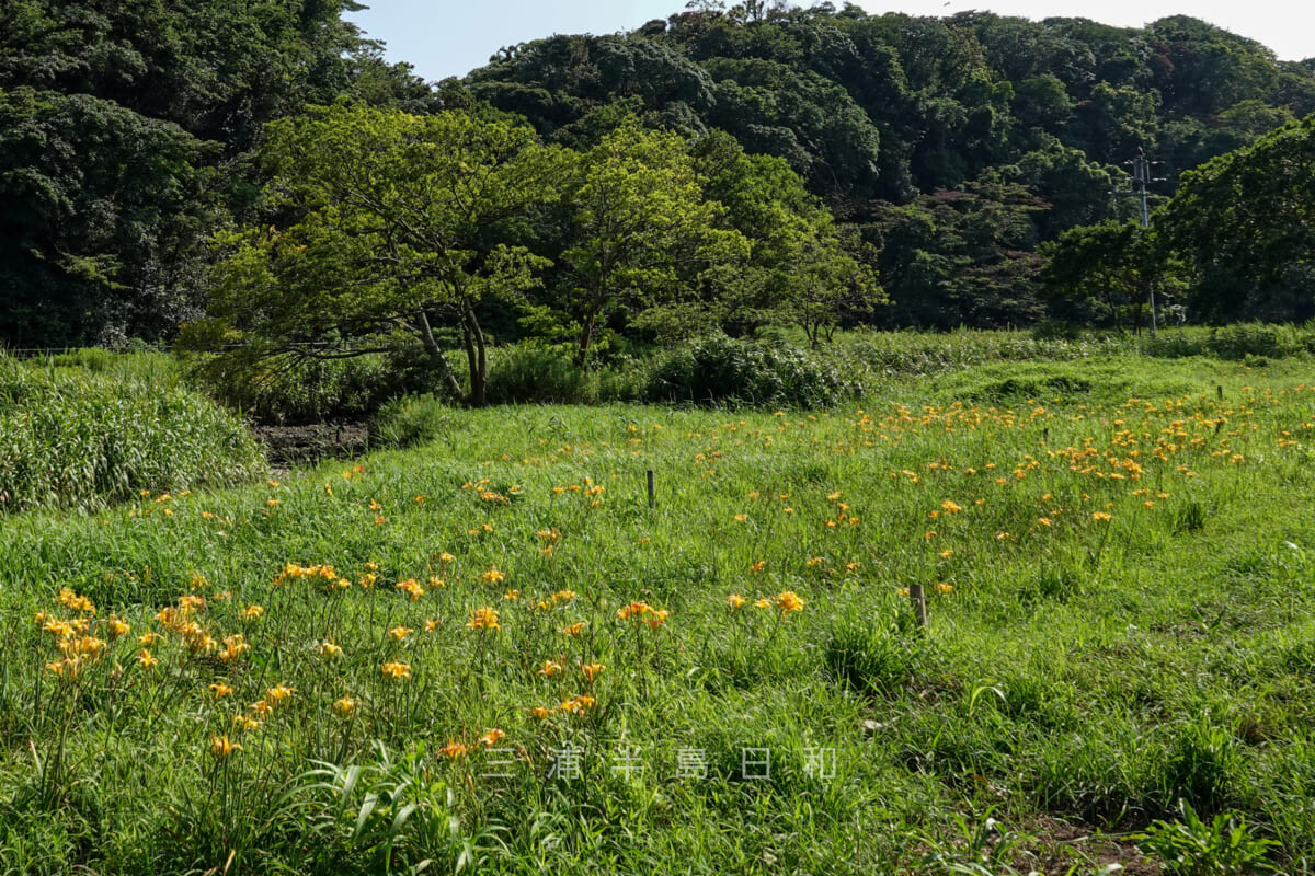 小網代の森・えのきテラスのまわりに咲くハマカンゾウ(撮影日:2020.08.06)