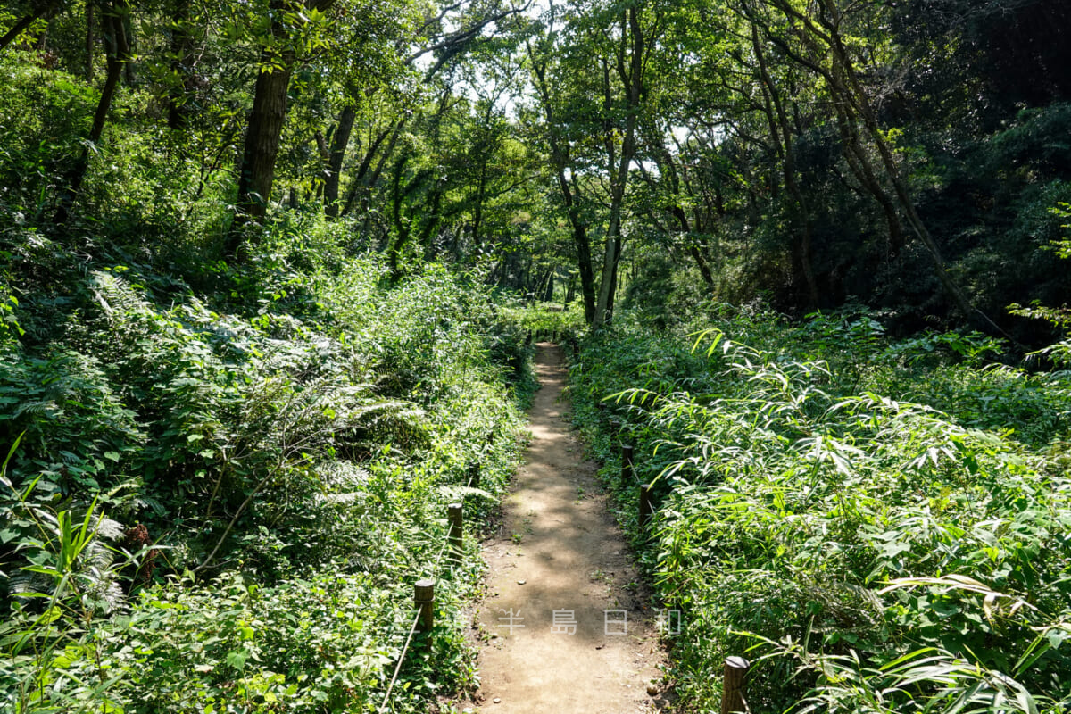 小網代の森・コナラが生い茂る中央の谷（撮影日：2020.08.06）