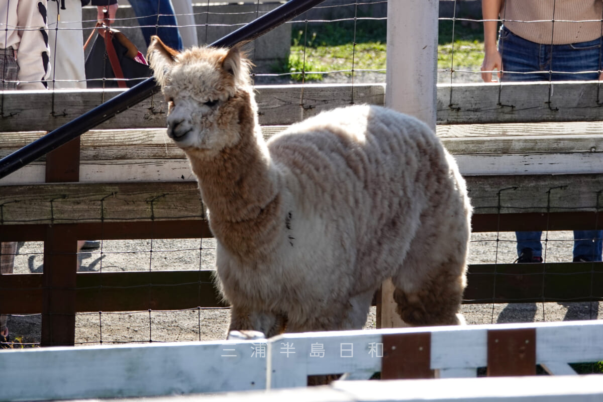 長井海の手公園ソレイユの丘・ふれあい動物村のアルパカ(撮影日:2020.03.20)