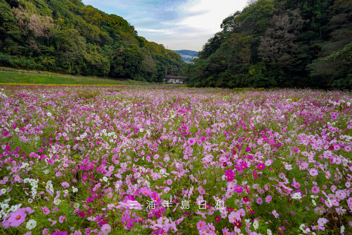 くりはま花の国・コスモス園(撮影日:2020.10.26)