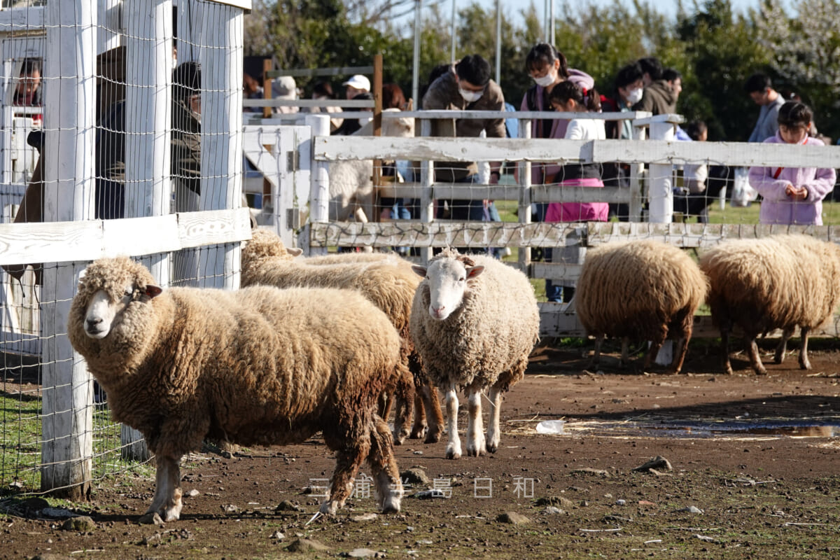 長井海の手公園ソレイユの丘・ふれあい動物村の羊たち(撮影日:2020.03.20)