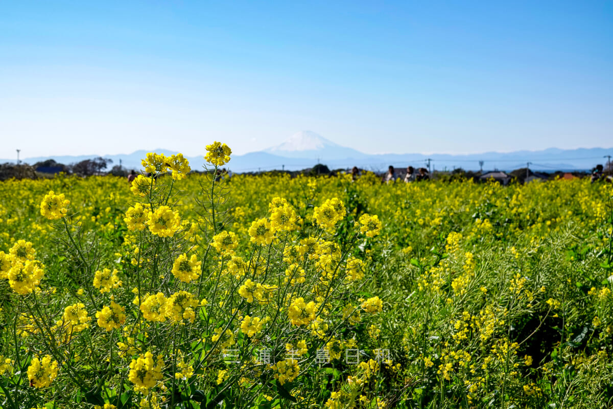 長井海の手公園ソレイユの丘・菜の花畑越しに見える富士山(撮影日:2020.03.20)