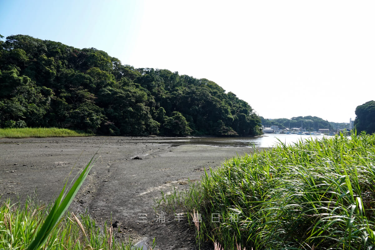 小網代の森・小網代湾へと続く干潟(撮影日:2020.08.06)