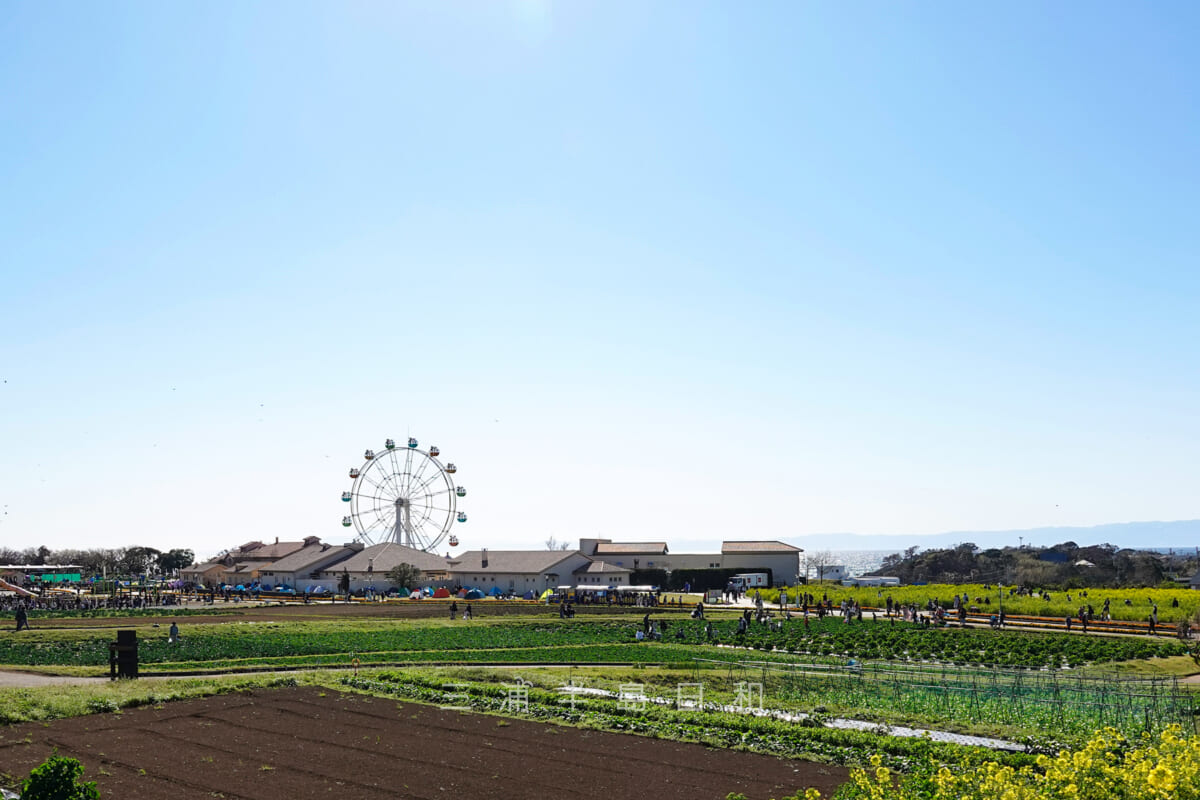 長井海の手公園ソレイユの丘・収穫体験ができる農園（撮影日：2020.03.20）