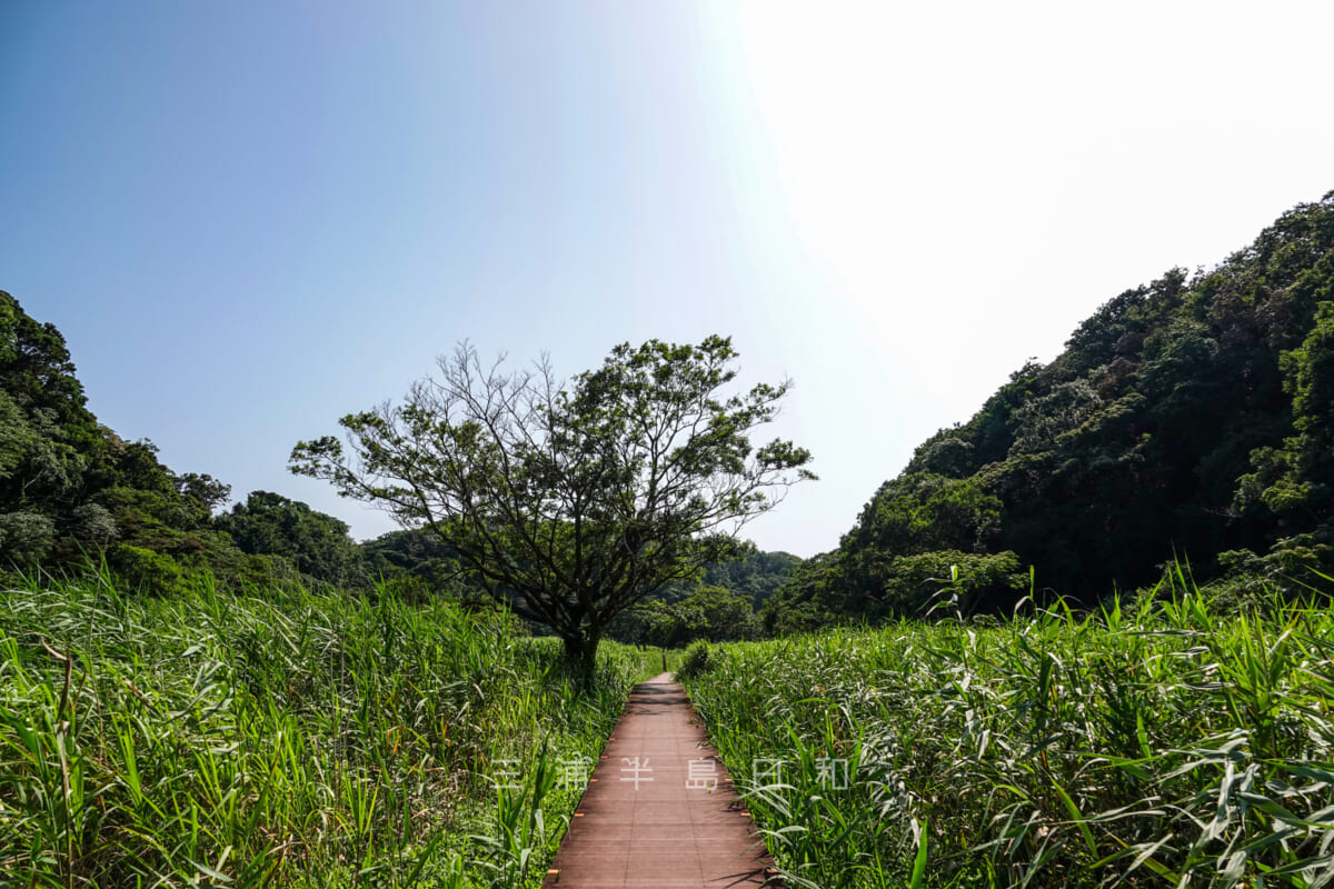 小網代の森・まんなか湿地（撮影日：2020.08.06）