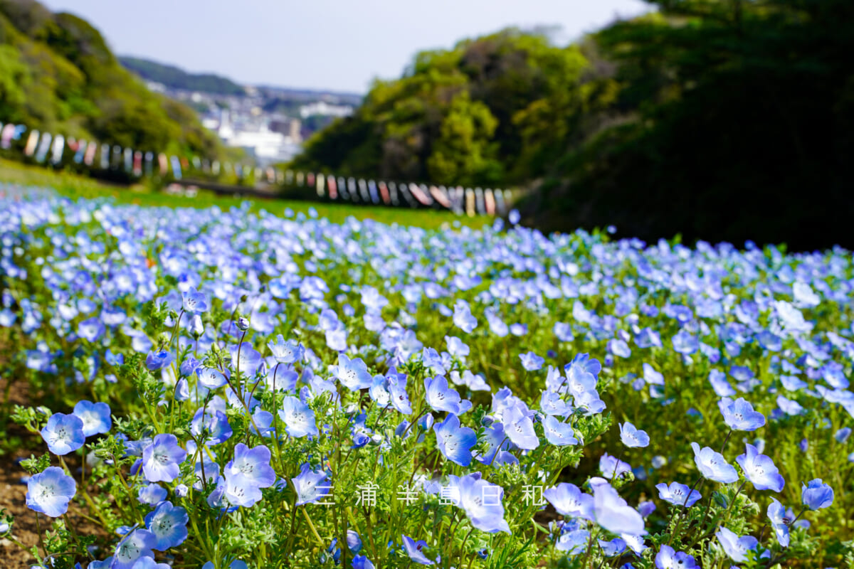 くりはま花の国・ポピー園奥のネモフィラ（撮影日：2019.04.20）