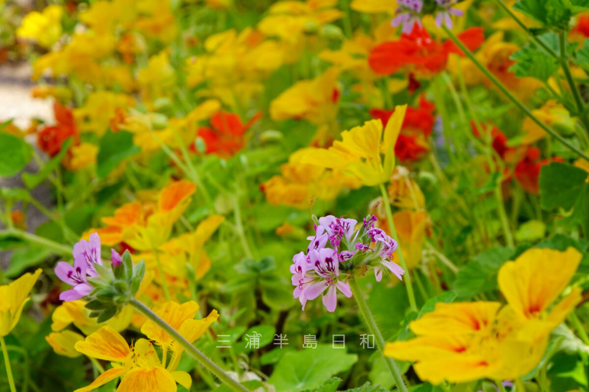 くりはま花の国・ハーブ園の温室「Green-House」内に咲く色とりどりの花々（撮影日：2015.05.03）