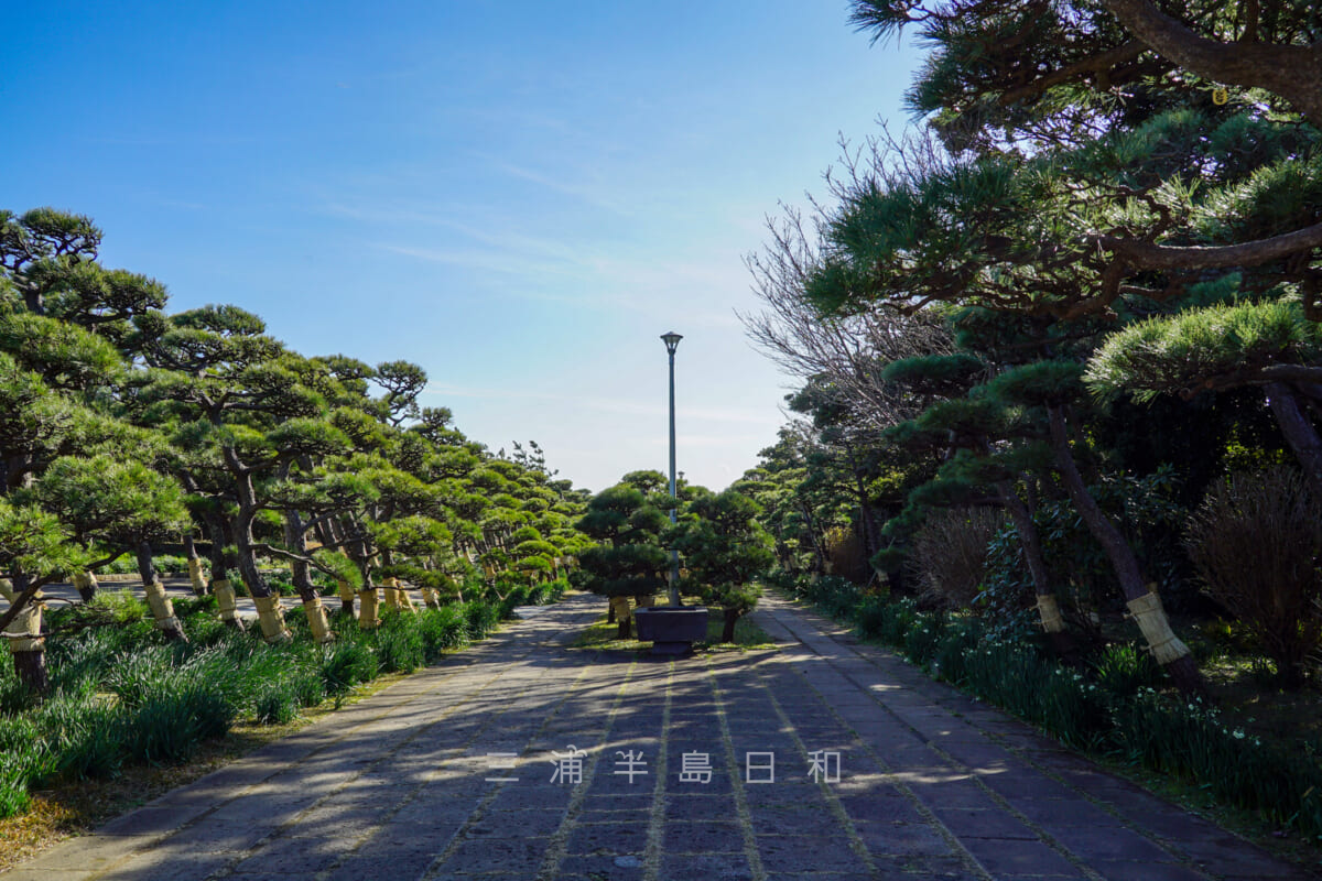 県立城ヶ島公園・強風で変形した松(撮影日:2021.01.07)