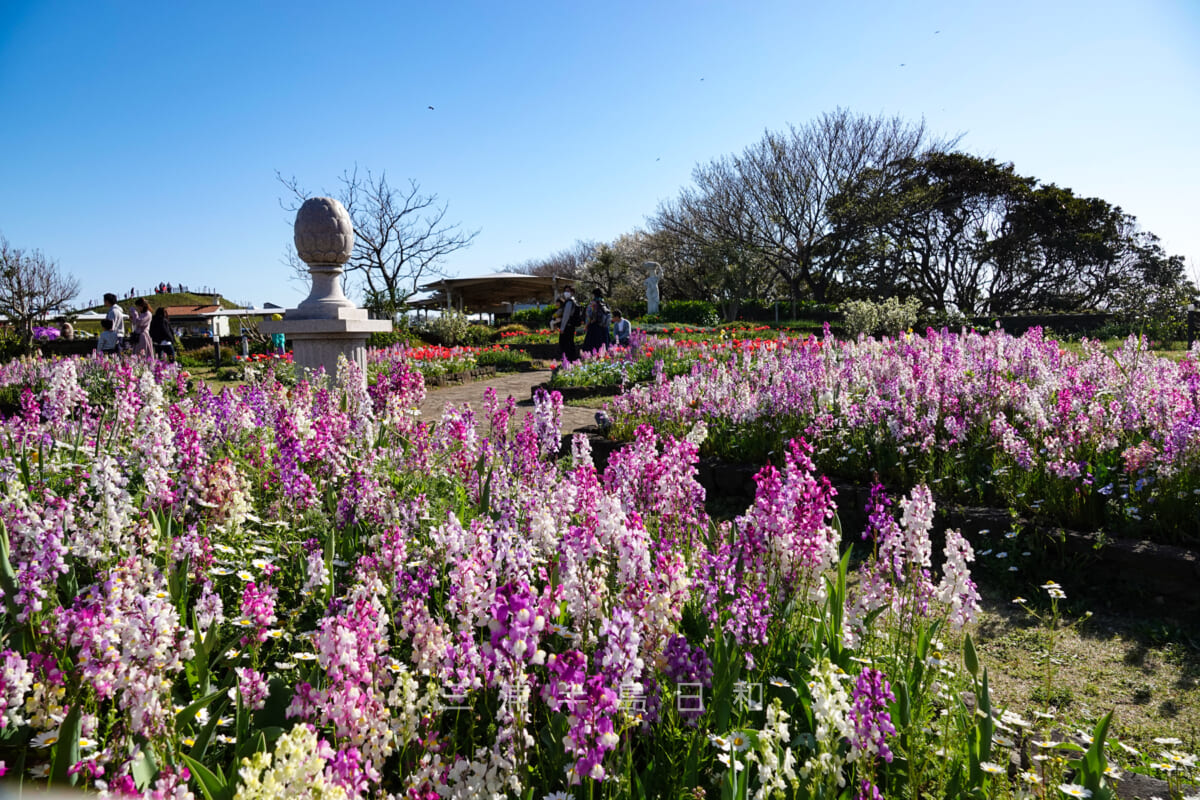 長井海の手公園ソレイユの丘・ソレイユガーデン(撮影日:2020.03.20)