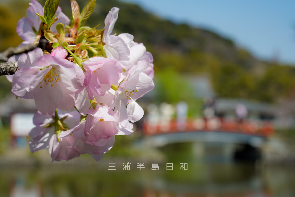 鶴岡八幡宮・源平池のほとりに咲く鎌倉原産の桜「桐ヶ谷」(撮影日:2021.03.26)