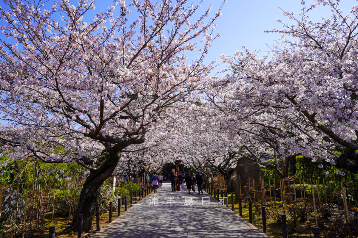 建長寺・三門前の桜並木(撮影日:2021.03.26)