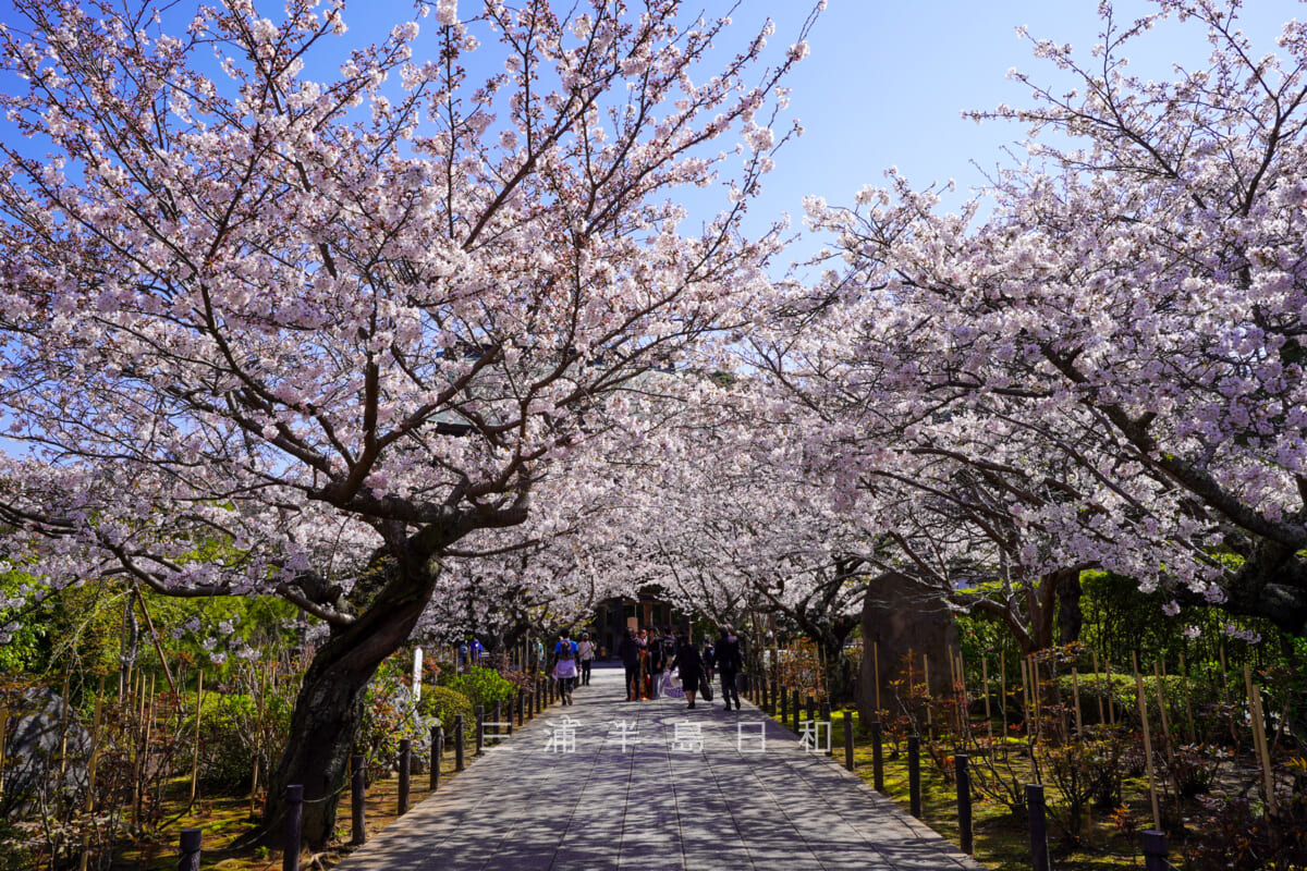 建長寺・三門前の桜並木（撮影日：2021.03.26）