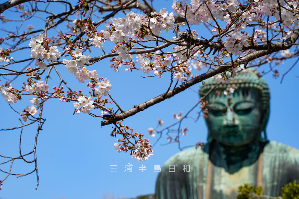 鎌倉大仏殿高徳院・大仏様と桜（撮影日：2021.03.24）