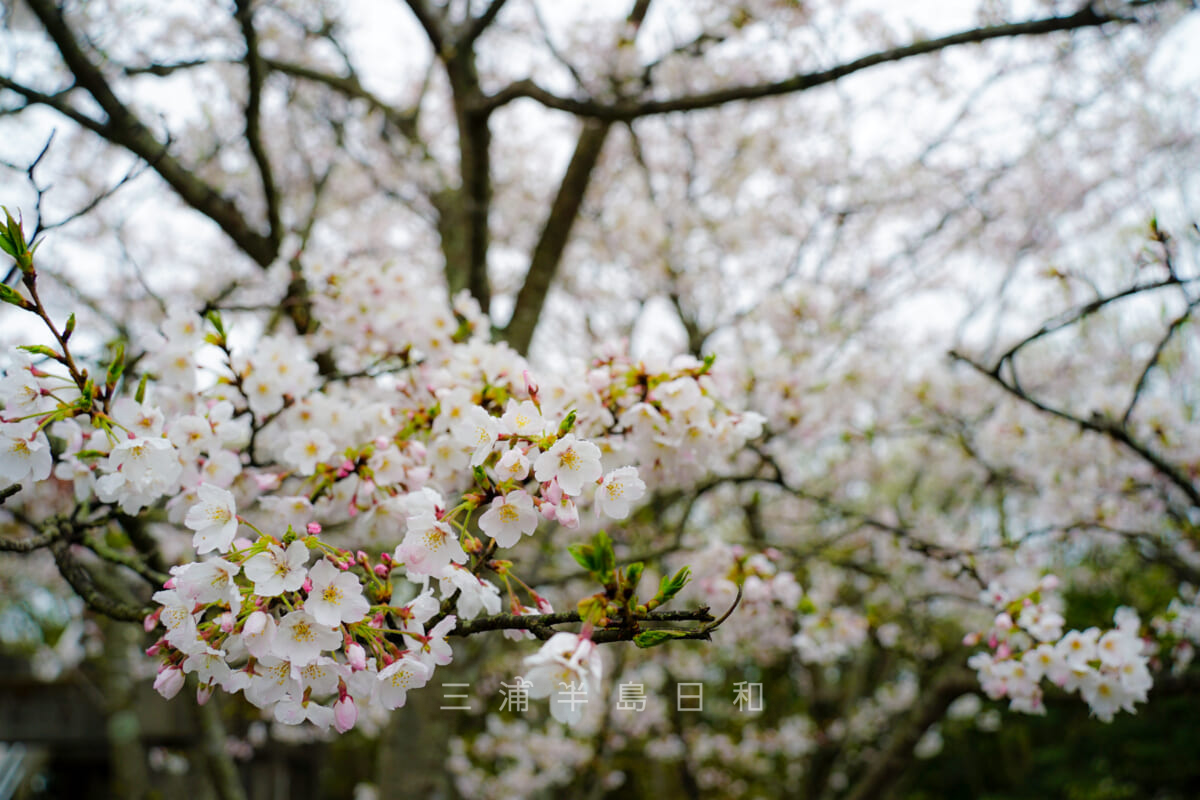 衣笠山公園・展望台付近の桜アップ（撮影日：2021.03.25）