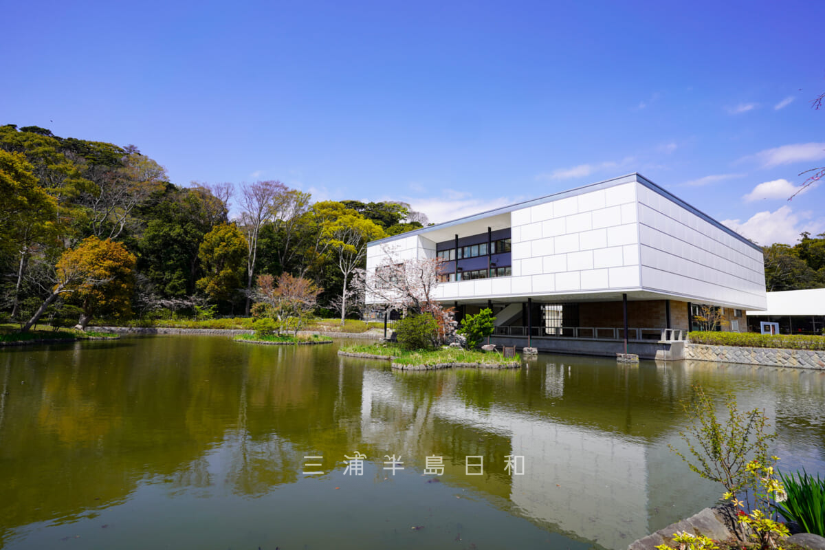 鶴岡八幡宮・源平池越しに見る鎌倉文華館鶴岡ミュージアム（撮影日：2021.03.26）