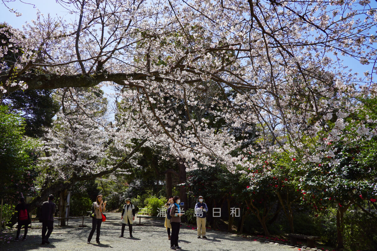 源氏山公園・葛原岡神社近くの桜(撮影日:2021.03.24)