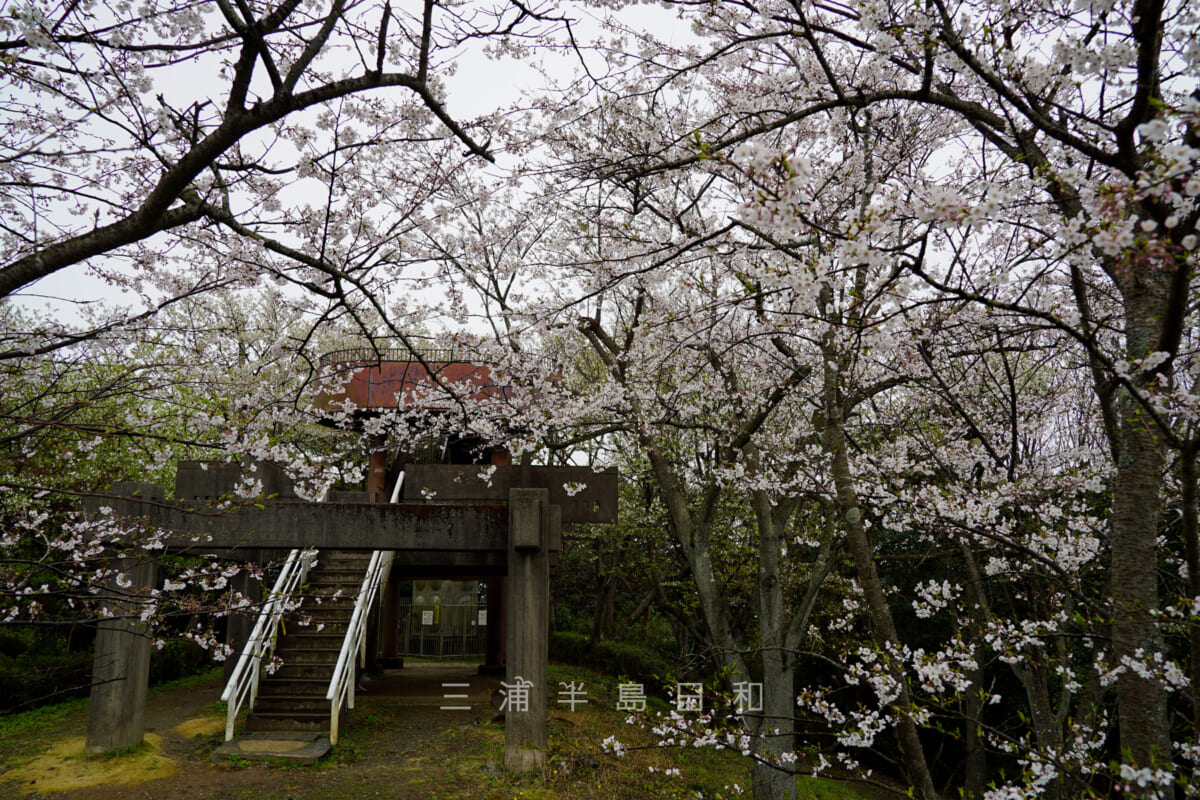 衣笠山公園・展望台付近の桜（撮影日：2021.03.25）