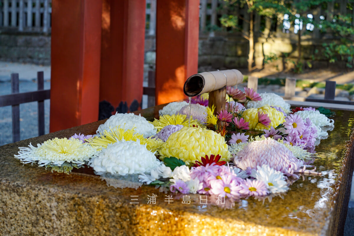 鶴岡八幡宮・菊の花手水（撮影日：2020.11.19）