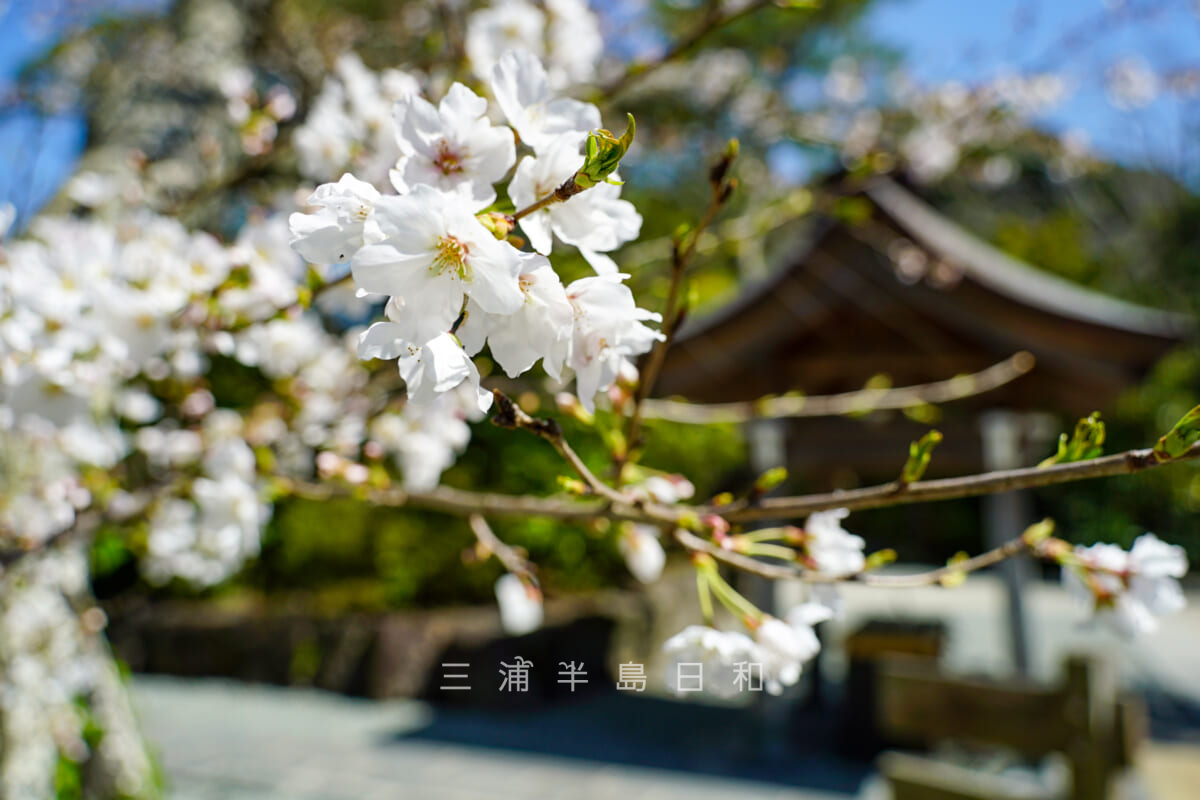 鎌倉大仏殿高徳院・手水舎近くの桜（撮影日：2021.03.24）