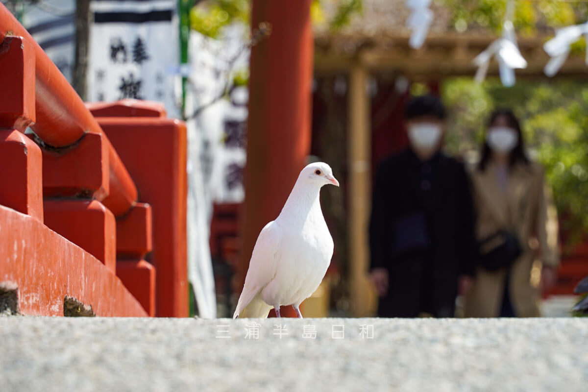 鶴岡八幡宮・幸せの白い鳩-1（撮影日：2021.03.16）