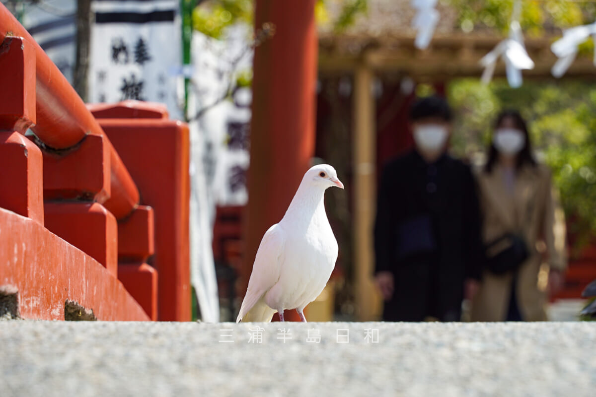 鶴岡八幡宮・幸せの白い鳩-1(撮影日:2021.03.16)