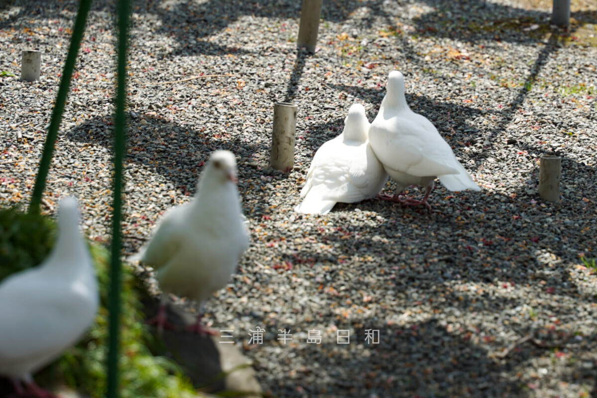 鶴岡八幡宮・幸せの白い鳩-2（撮影日：2021.03.16）