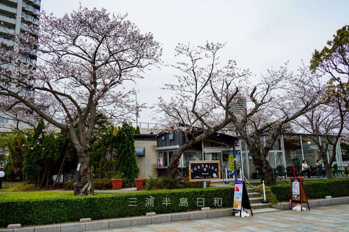 ヴェルニー公園・カフェレストラン「コルセール」付近の桜（撮影日：2021.03.25）