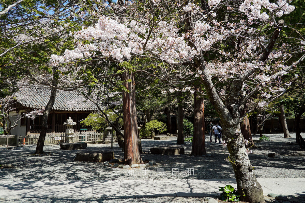 鎌倉大仏殿高徳院・観月堂近くの桜（撮影日：2021.03.24）