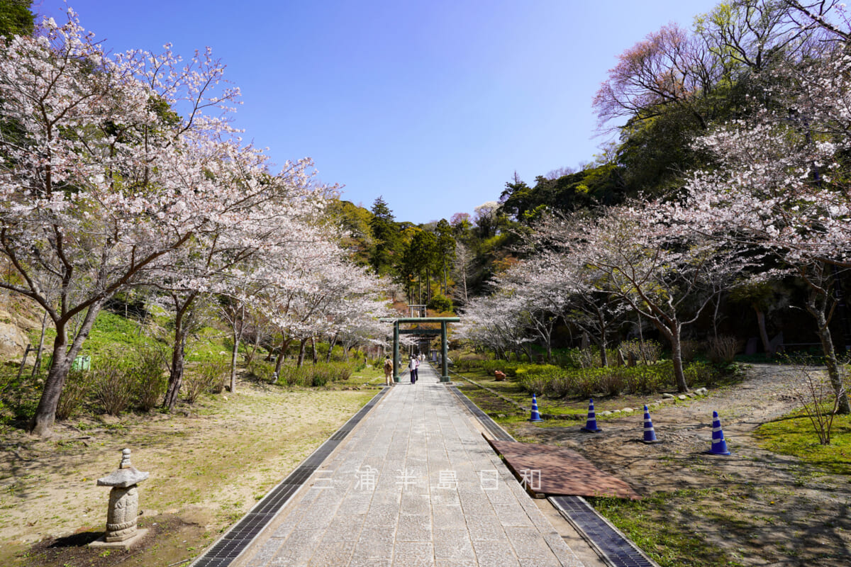 建長寺・半僧坊参道の桜並木(撮影日:2021.03.26)