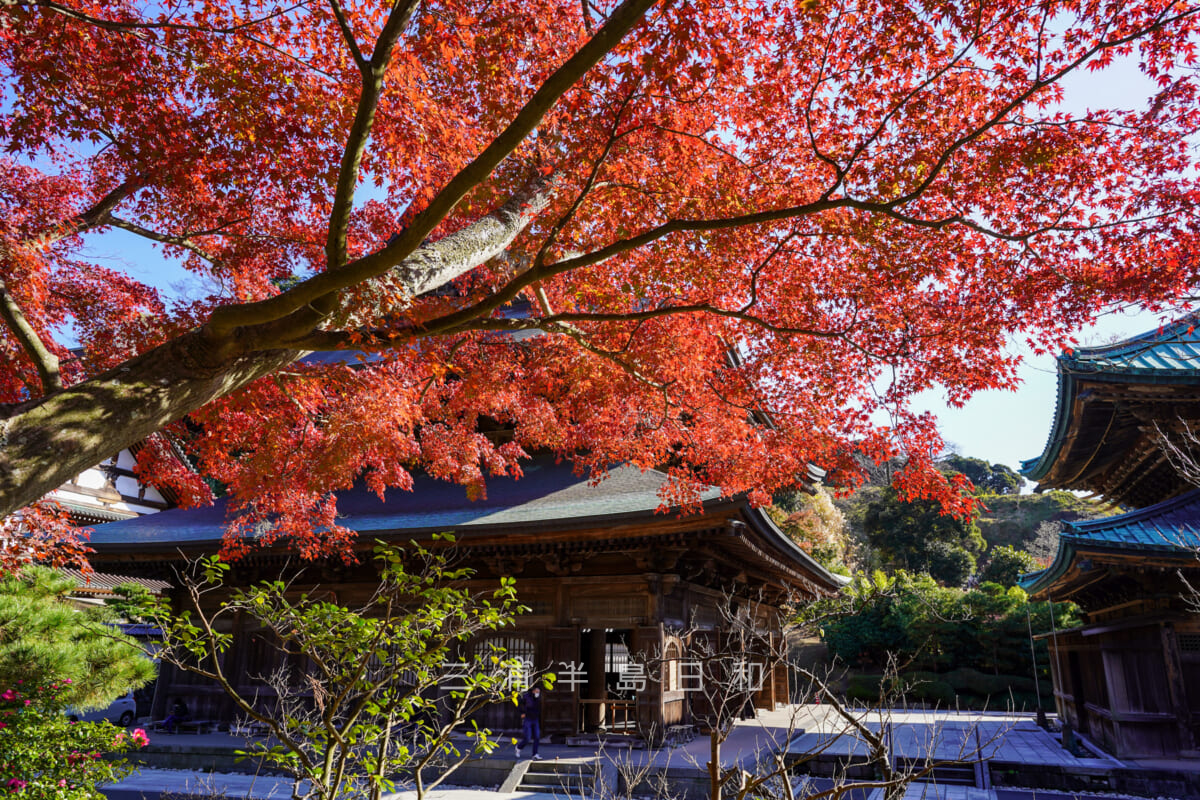 建長寺・法堂の横の紅葉(撮影日:2020.12.08)