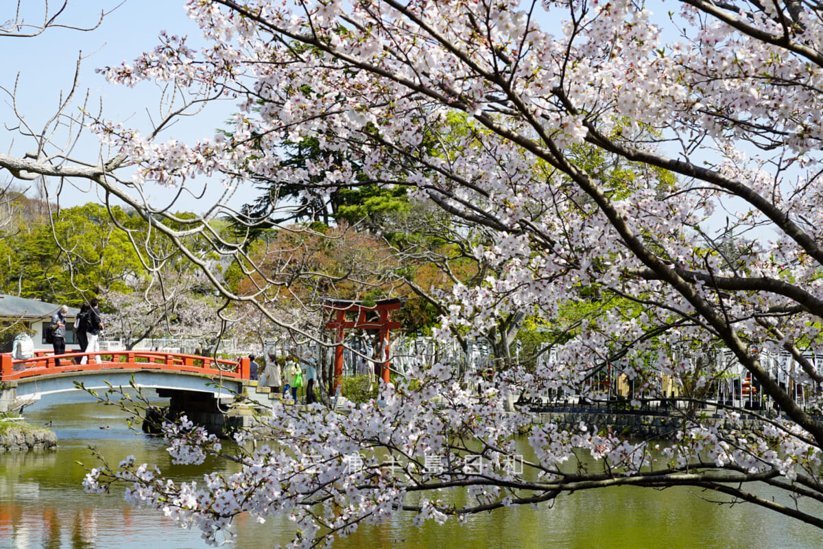 鶴岡八幡宮・源平池の桜と旗上弁財天社（撮影日：2021.03.26）