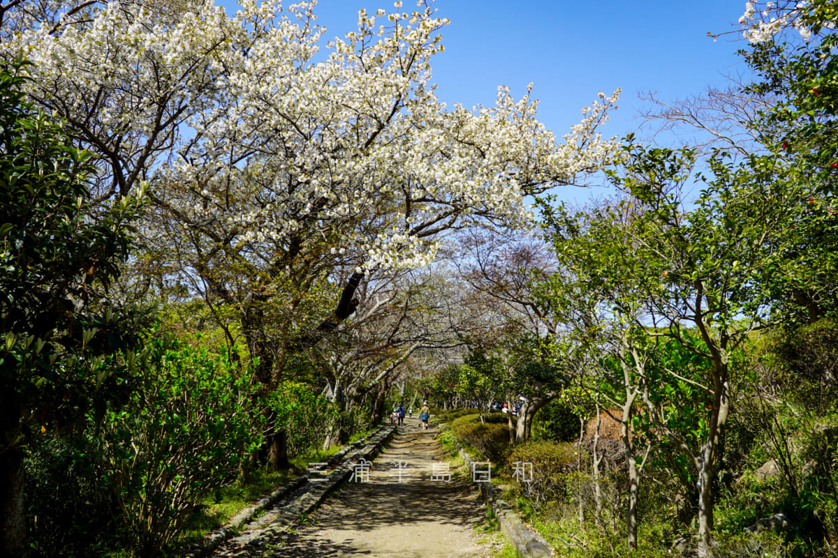 源氏山公園の源頼朝像前の桜（撮影日：2021.03.24）