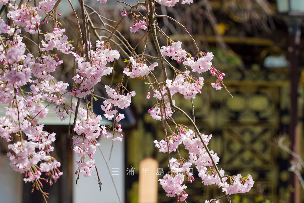 建長寺・唐門近くの八重枝垂れ桜（撮影日：2021.03.26）