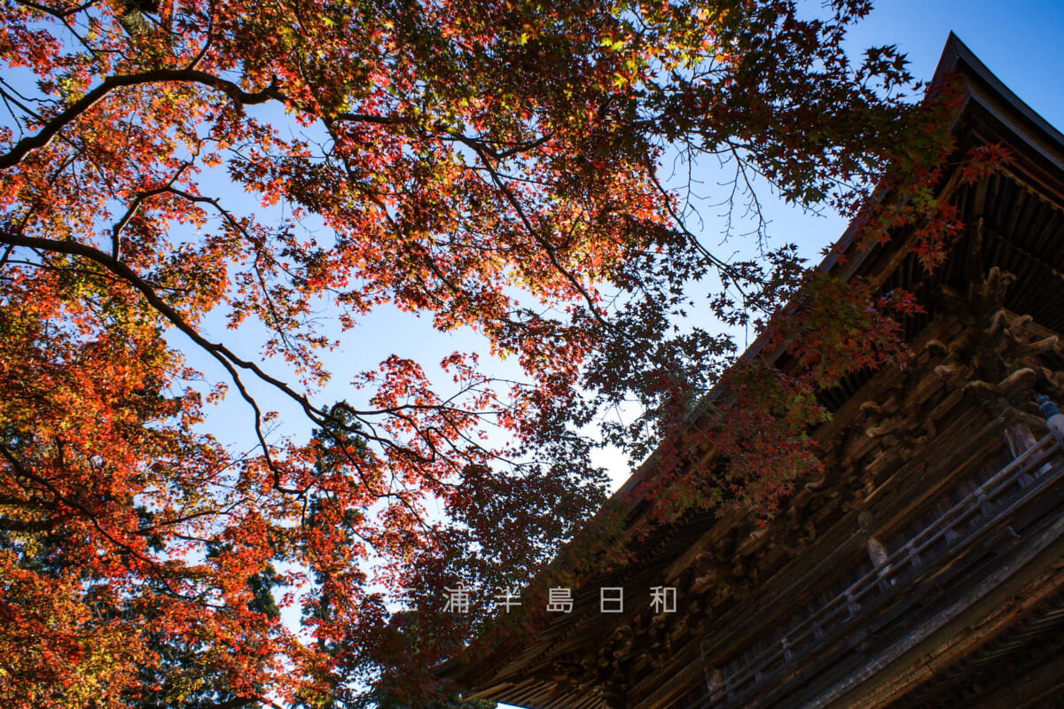 円覚寺・三門近くの紅葉（撮影日：2008.11.22）