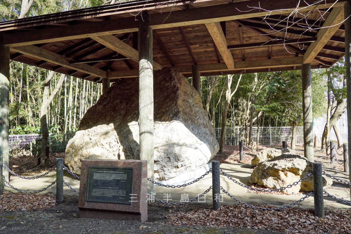 池子の森自然公園・シロウリガイの化石（撮影日：2021.01.16）