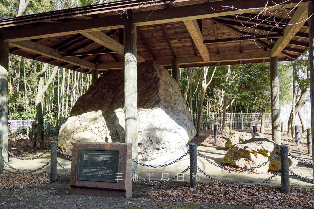 池子の森自然公園・シロウリガイの化石(撮影日:2021.01.16)